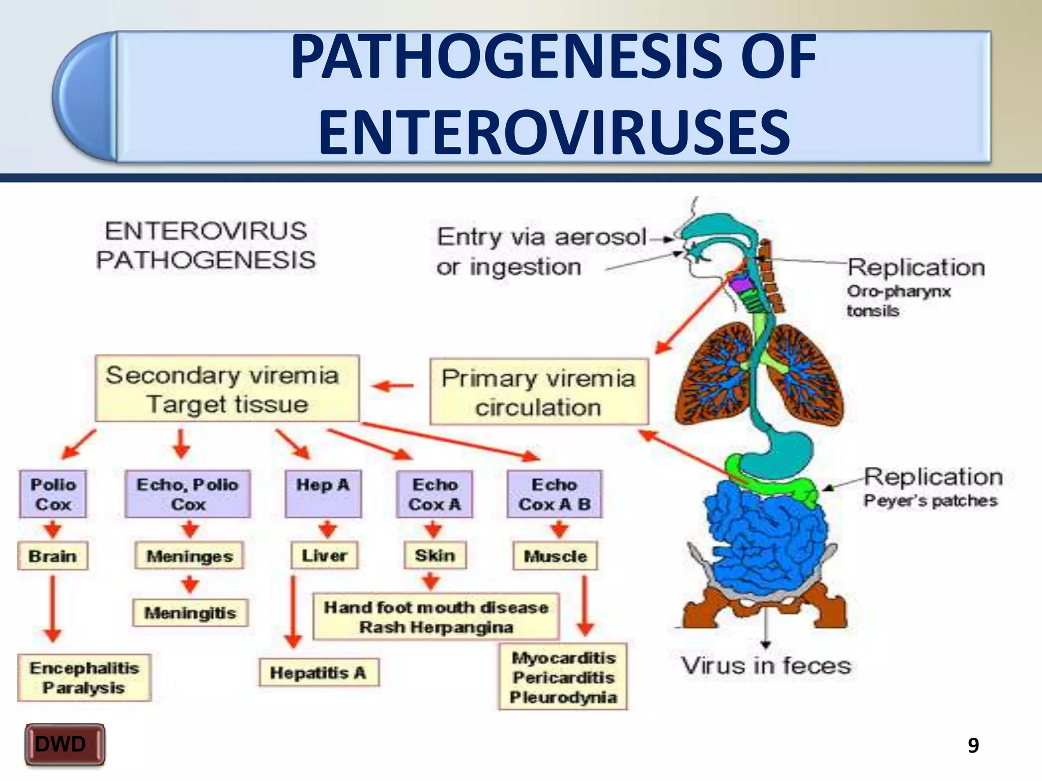PATHOGENESIS OF
ENTEROVIRUSES
9DWD