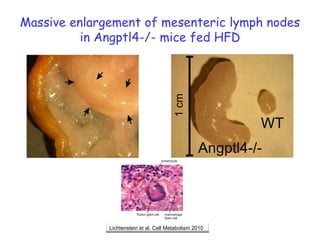 Massive enlargement of mesenteric lymph nodes in Angptl4-/- mice fed HFDLichtenstein et al. Cell Metabolism 2010