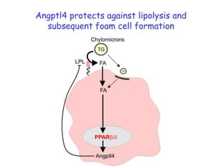 Angptl4 protects against lipolysis and subsequent foam cell formation
