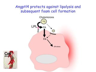 Angptl4 protects against lipolysis and subsequent foam cell formation
