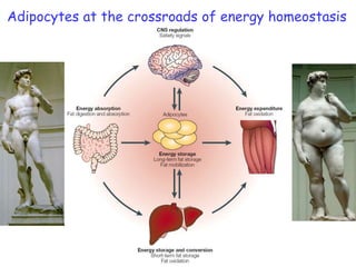 Adipocytes at the crossroads of energy homeostasis