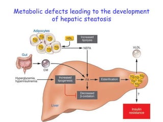 Metabolic defects leading to the development of hepatic steatosis