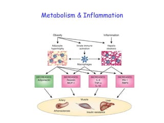 Metabolism & Inflammation