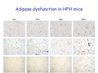 High fat diet-induced obesity0248121620HFLLFLHFHLFH2520**15**BW gain (g)*10****50weeks under diet interventionLiver TG contentHepatomegalyALT plasma activity20010100********160880**120660*Ratio LW/BW (%)mg TG/g liverALT activity (UI)80440**40220000LFLLFHHFLHFH