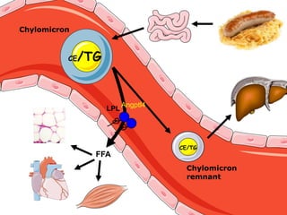 ChylomicronCE/TGAngptl4LPLCE/TGFFAChylomicron remnant