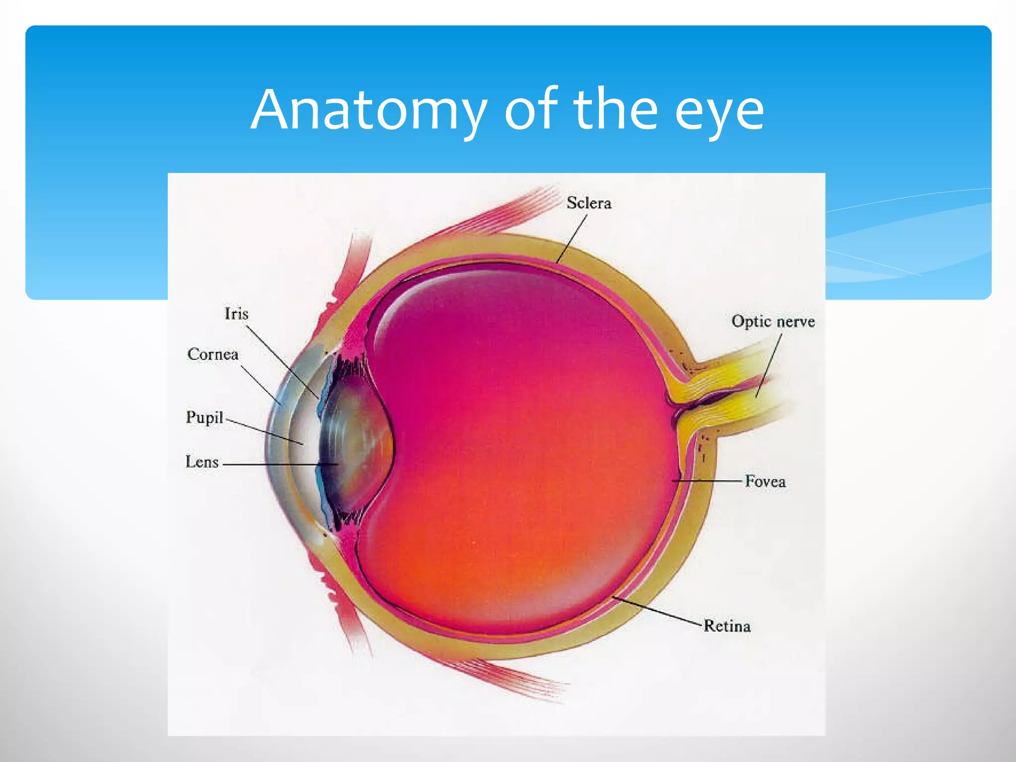 Anatomy of the eye 