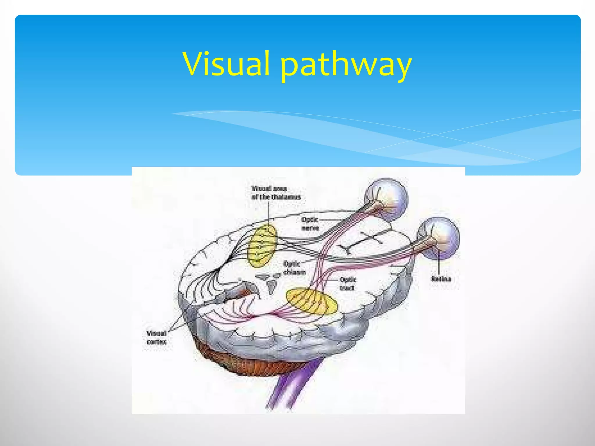 Visual pathway 