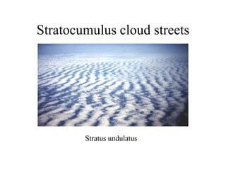 Stratocumulus cloud streets
Stratus undulatus
 