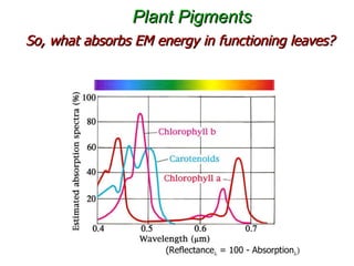 Plant Pigments So, what absorbs EM energy in functioning leaves? (Reflectance   = 100 - Absorption   