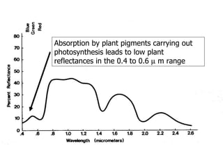 Absorption by plant pigments carrying out photosynthesis leads to low plant reflectances in the 0.4 to 0.6    m range 