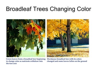 Broadleaf Trees Changing Color Green leaves from a broadleaf tree beginning to change color as nutrients withdraw into the tree core Deciduous broadleaf tree with its colors changed and some leaves fallen on the ground 