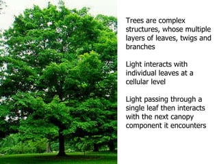 Trees are complex structures, whose multiple layers of leaves, twigs and branches  Light interacts with individual leaves at a cellular level Light passing through a single leaf then interacts with the next canopy component it encounters 
