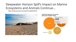 Deepwater Horizon Spill’s Impact on Marine
Ecosystems and Animals Continue…
https://www.youtube.com/watch?v=gE0dJnXiHTo
 