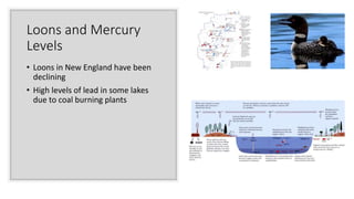 Loons and Mercury
Levels
• Loons in New England have been
declining
• High levels of lead in some lakes
due to coal burning plants
 