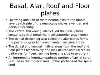 Lecture fourteen neuroanatomy, Embryology of the CNS.pdf