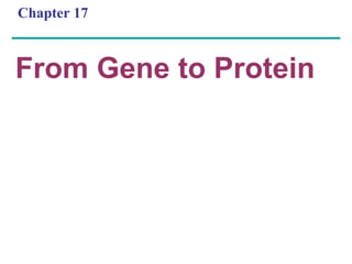 Chapter 17
From Gene to Protein
 