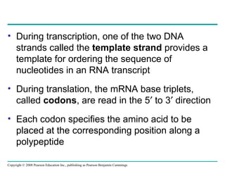 gene to protein | PPT