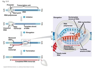 gene to protein | PPT
