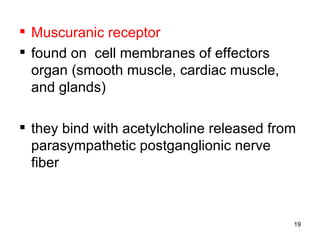  Muscuranic receptor
 found on cell membranes of effectors
  organ (smooth muscle, cardiac muscle,
  and glands)

 they bind with acetylcholine released from
  parasympathetic postganglionic nerve
  fiber



                                           19
 