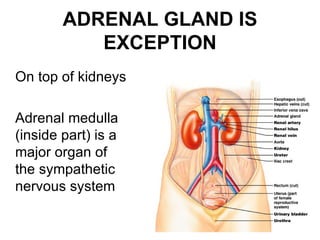 ADRENAL GLAND IS
           EXCEPTION
On top of kidneys

Adrenal medulla
(inside part) is a
major organ of
the sympathetic
nervous system

                           25
 
