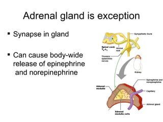Adrenal gland is exception
 Synapse in gland

 Can cause body-wide
  release of epinephrine
   and norepinephrine




                                 26
 