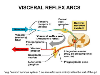 VISCERAL REFLEX ARCS




                                                                                   35
*e.g. “enteric” nervous system: 3 neuron reflex arcs entirely within the wall of the gut
 