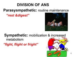 DIVISION OF ANS
Parasysmpathetic: routine maintenance
  “rest &digest”




Sympathetic: mobilization & increased
  metabolism
“fight, flight or fright”

                                        4
 