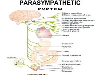 PARASYMPATHETIC
    SYSTEM




                  6
 