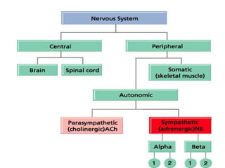 AUTONOMIC NERVOUS
          SYSTEM
  The autonomic nervous system is the
  subdivision of the peripheral nervous
  system ...