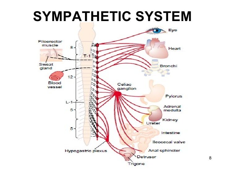 sympathetic vs parasympathetic venn diagram barca central nervous system vs peripheral nervous system venn diagram