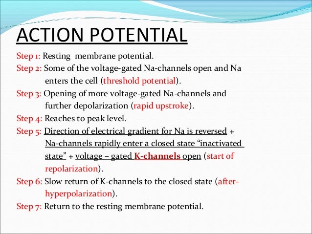 Nerve Muscle Physiology