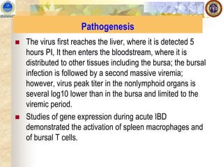 ◼ The virus first reaches the liver, where it is detected 5
hours PI, It then enters the bloodstream, where it is
distributed to other tissues including the bursa; the bursal
infection is followed by a second massive viremia;
however, virus peak titer in the nonlymphoid organs is
several log10 lower than in the bursa and limited to the
viremic period.
◼ Studies of gene expression during acute IBD
demonstrated the activation of spleen macrophages and
of bursal T cells.
Pathogenesis
 
