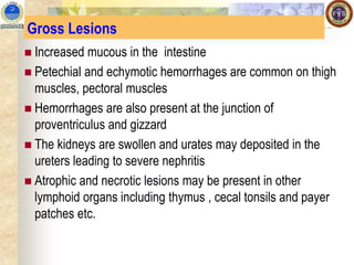 Gross Lesions
◼ Increased mucous in the intestine
◼ Petechial and echymotic hemorrhages are common on thigh
muscles, pectoral muscles
◼ Hemorrhages are also present at the junction of
proventriculus and gizzard
◼ The kidneys are swollen and urates may deposited in the
ureters leading to severe nephritis
◼ Atrophic and necrotic lesions may be present in other
lymphoid organs including thymus , cecal tonsils and payer
patches etc.
 