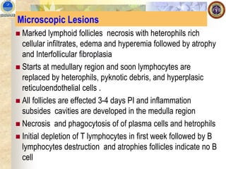 Microscopic Lesions
◼ Marked lymphoid follicles necrosis with heterophils rich
cellular infiltrates, edema and hyperemia followed by atrophy
and Interfollicular fibroplasia
◼ Starts at medullary region and soon lymphocytes are
replaced by heterophils, pyknotic debris, and hyperplasic
reticuloendothelial cells .
◼ All follicles are effected 3-4 days PI and inflammation
subsides cavities are developed in the medulla region
◼ Necrosis and phagocytosis of of plasma cells and hetrophils
◼ Initial depletion of T lymphocytes in first week followed by B
lymphocytes destruction and atrophies follicles indicate no B
cell
 