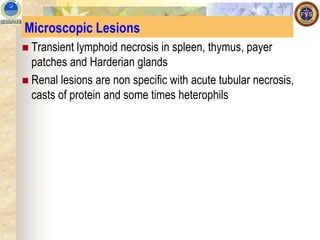 Microscopic Lesions
◼ Transient lymphoid necrosis in spleen, thymus, payer
patches and Harderian glands
◼ Renal lesions are non specific with acute tubular necrosis,
casts of protein and some times heterophils
 