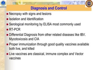 Diagnosis and Control
◼ Necropsy with signs and lesions
◼ Isolation and Identification
◼ Serological monitoring by ELISA most commonly used
◼ RT-PCR
◼ Differential Diagnosis from other related diseases like IBV.
Mycotoxicosis and CIA
◼ Proper immunization through good quality vaccines available
both live, and killed
◼ Live vaccines are classical, immune complex and Vector
vaccines
 