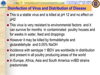 Disinfection of Virus and Distribution of Disease
◼ This is a stable virus and is killed at pH 12 and no effect on
pH2
◼ This virus is very resistant to environmental factors and it
can survive for months in contaminated poultry houses and
for weeks in water, feed and droppings
◼ However it may be killed by formaldehyde and
glutaraldehyde and 0.05% NaOH
◼ Incidence with serotype 1 IBDV are worldwide in distribution
and present in all poultry producing areas of the world
◼ In Europe, Africa, Asia and South America vvIBD strains
predominate
 