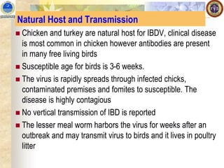 Natural Host and Transmission
◼ Chicken and turkey are natural host for IBDV, clinical disease
is most common in chicken however antibodies are present
in many free living birds
◼ Susceptible age for birds is 3-6 weeks.
◼ The virus is rapidly spreads through infected chicks,
contaminated premises and fomites to susceptible. The
disease is highly contagious
◼ No vertical transmission of IBD is reported
◼ The lesser meal worm harbors the virus for weeks after an
outbreak and may transmit virus to birds and it lives in poultry
litter
 
