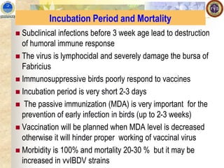 Incubation Period and Mortality
◼ Subclinical infections before 3 week age lead to destruction
of humoral immune response
◼ The virus is lymphocidal and severely damage the bursa of
Fabricius
◼ Immunosuppressive birds poorly respond to vaccines
◼ Incubation period is very short 2-3 days
◼ The passive immunization (MDA) is very important for the
prevention of early infection in birds (up to 2-3 weeks)
◼ Vaccination will be planned when MDA level is decreased
otherwise it will hinder proper working of vaccinal virus
◼ Morbidity is 100% and mortality 20-30 % but it may be
increased in vvIBDV strains
 