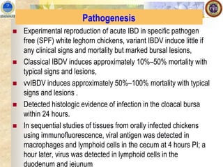 Pathogenesis
◼ Experimental reproduction of acute IBD in specific pathogen
free (SPF) white leghorn chickens, variant IBDV induce little if
any clinical signs and mortality but marked bursal lesions,
◼ Classical IBDV induces approximately 10%–50% mortality with
typical signs and lesions,
◼ vvIBDV induces approximately 50%–100% mortality with typical
signs and lesions .
◼ Detected histologic evidence of infection in the cloacal bursa
within 24 hours.
◼ In sequential studies of tissues from orally infected chickens
using immunofluorescence, viral antigen was detected in
macrophages and lymphoid cells in the cecum at 4 hours PI; a
hour later, virus was detected in lymphoid cells in the
duodenum and jejunum
 