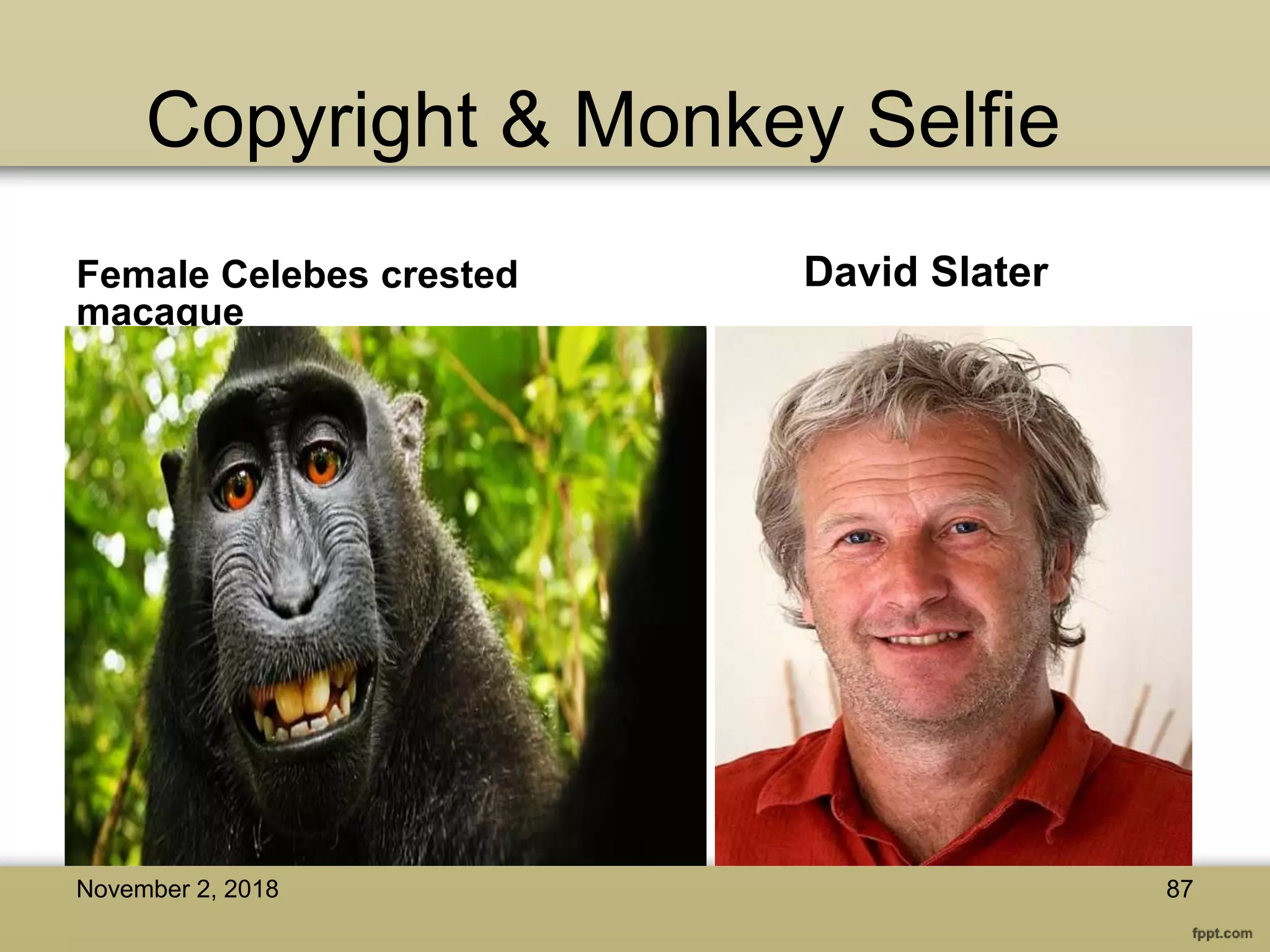 Copyright & Monkey Selfie
Female Celebes crested
macaque
David Slater
November 2, 2018 87
 