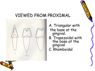 Lecture in oral physio | PPT