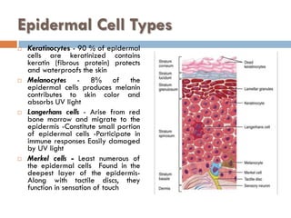 Cell Types In Skin lecture integumentry system BSN PROGRAM 1ST PROFESSIONAL | PDF