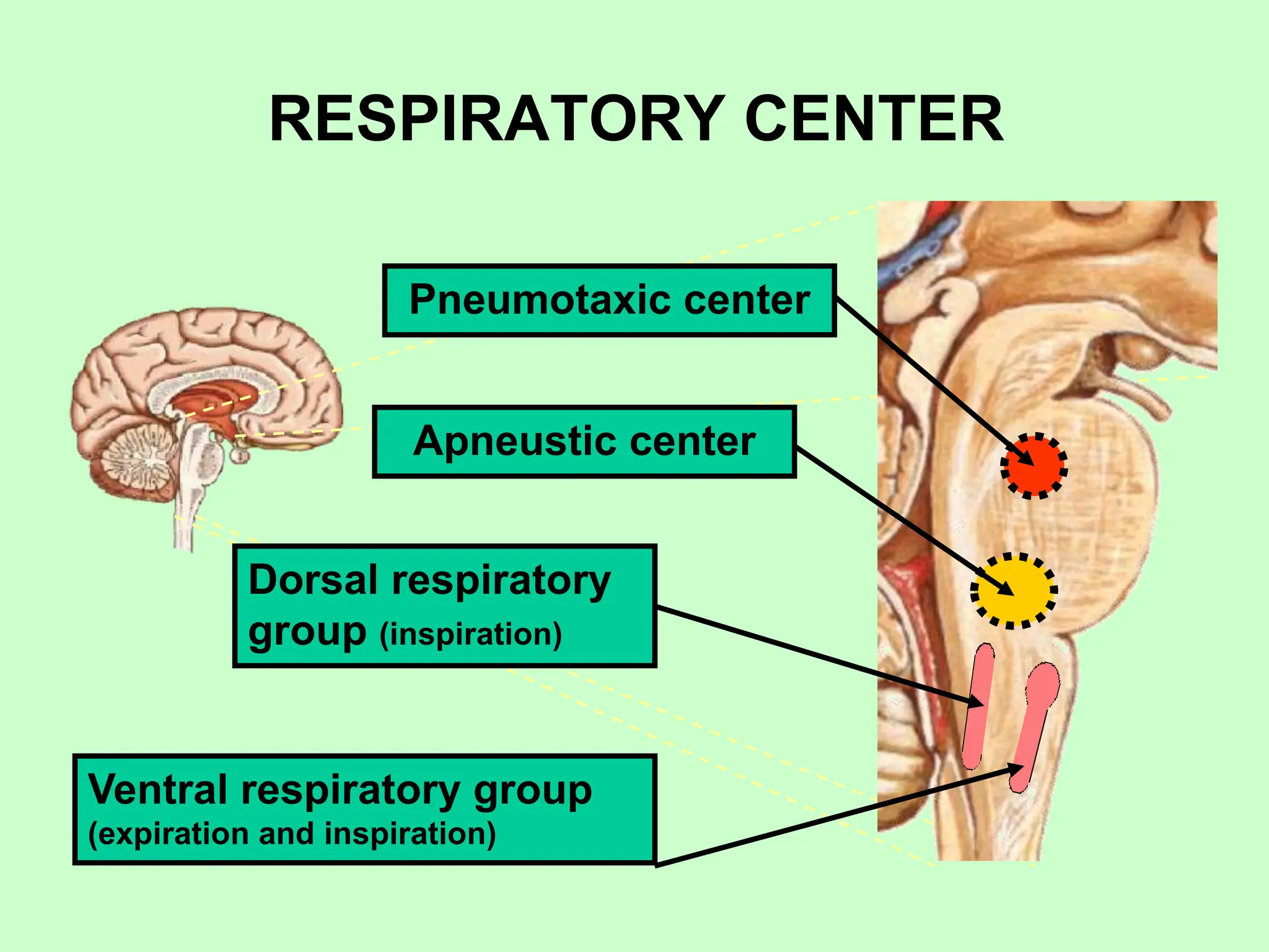 RESPIRATORY CENTER
Dorsal respiratory
group (inspiration)
Ventral respiratory group
(expiration and inspiration)
Apneustic center
Pneumotaxic center
 