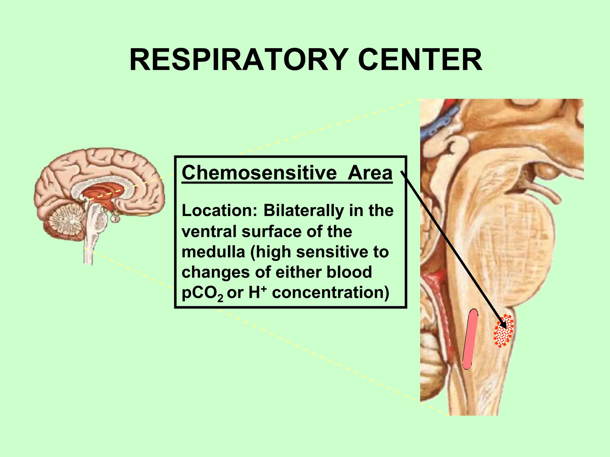 RESPIRATORY CENTER
Chemosensitive Area
Location: Bilaterally in the
ventral surface of the
medulla (high sensitive to
changes of either blood
pCO2 or H+ concentration)
 
