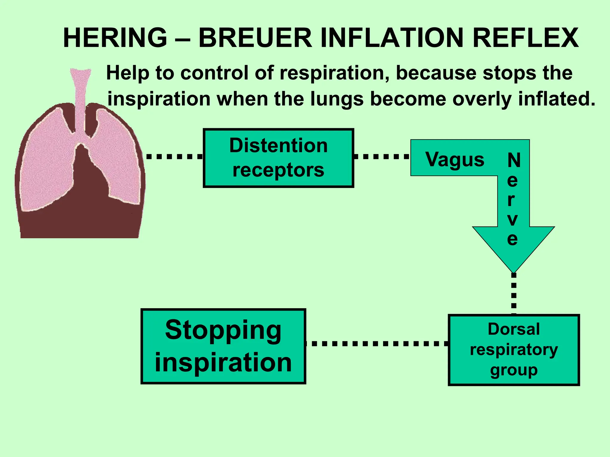 HERING – BREUER INFLATION REFLEX
Help to control of respiration, because stops the
inspiration when the lungs become overly inflated.
Stopping
inspiration
Distention
receptors
Vagus N
e
r
v
e
Dorsal
respiratory
group
 