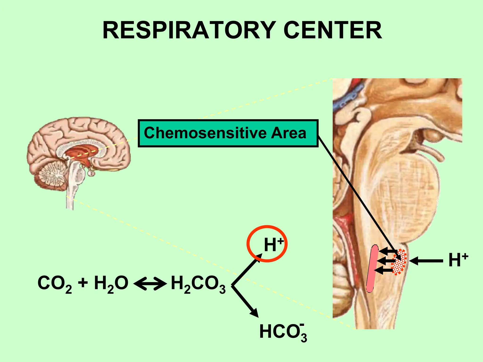 RESPIRATORY CENTER
Chemosensitive Area
H+
CO2 + H2O H2CO3
H+
HCO3
-
 