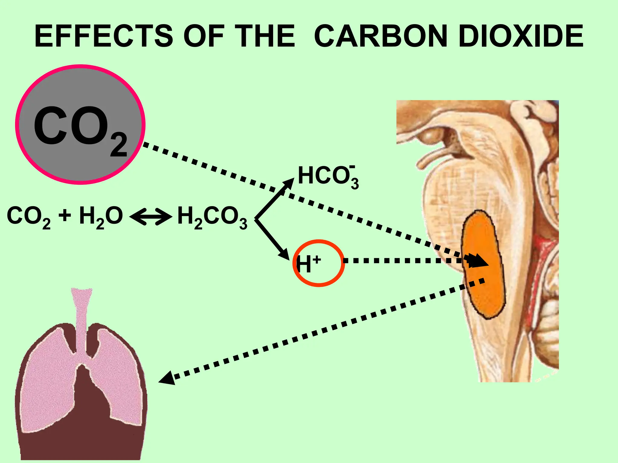 EFFECTS OF THE CARBON DIOXIDE
CO2
CO2 + H2O H2CO3
H+
HCO3
-
 