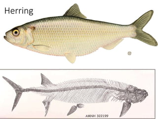 Herring
 