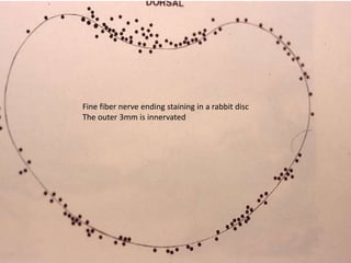 Fine fiber nerve ending staining in a rabbit disc
The outer 3mm is innervated
 